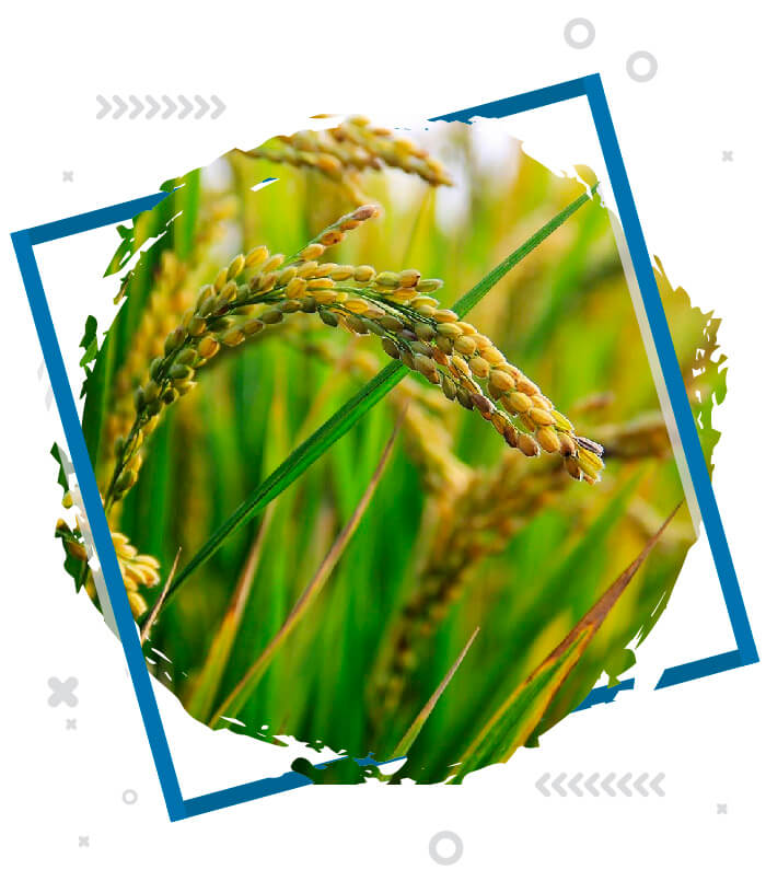 Imagen cultivo arrozproyecto RTINNOVA Unibagué
